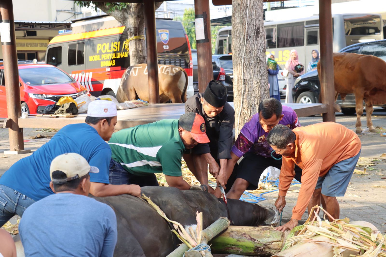 Kapolda Jatim Berkurban 10 Sapi dan 17 Kambing untuk Ponpes,Ormas dan Organisasi Kemahasiswaan di Banyuwangi